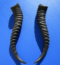 11-1/2 and 11-3/8 inches<font color=red> Large</font> Male Springbok Horns for Sale (1 left, 1 right) - Buy this one for $12.50 each