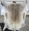 Gorgeous Light Reindeer Fur, Hide 47 by 48 inches - Buy this one for $154.99