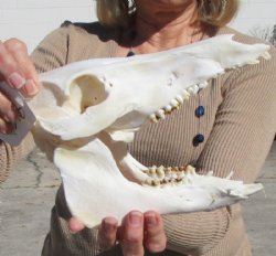 9-1/2 inches Real Wild Pig Skull for $49.99