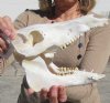 9-1/2 inches Real Wild Boar Skull for Sale - Buy this one for $49.99