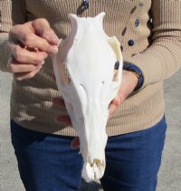 9-1/2 inches Real Wild Pig Skull for $49.99