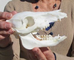 5-3/4 inches Small Georgia Wild Boar, Pig Skull for $39.99