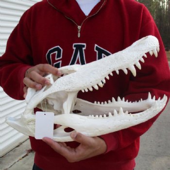  17 inches Florida Alligator Skull <font color=red> Grade B With Hole in Top of Skull</font> - Buy this one for $124.99