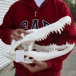  17 inches Florida Alligator Skull <font color=red> Grade B With Hole in Top of Skull</font> - Buy this one for $124.99