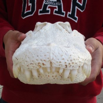  17 inches Florida Alligator Skull <font color=red> Grade B With Hole in Top of Skull</font> - Buy this one for $124.99