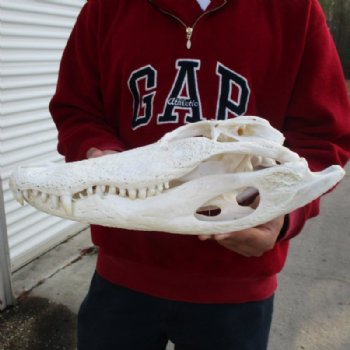  17 inches Florida Alligator Skull <font color=red> Grade B With Hole in Top of Skull</font> - Buy this one for $124.99
