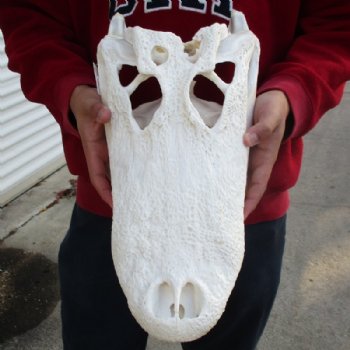  17 inches Florida Alligator Skull <font color=red> Grade B With Hole in Top of Skull</font> - Buy this one for $124.99