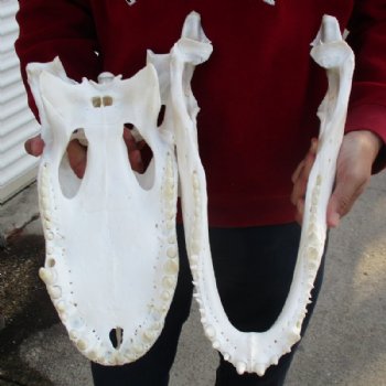  17 inches Florida Alligator Skull <font color=red> Grade B With Hole in Top of Skull</font> - Buy this one for $124.99