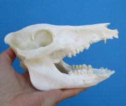 6-1/4 inches Small Wild Boar, Pig Skull for $39.99