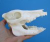 6-1/4 inches Small Wild Boar Skull for Sale - Buy this one for $39.99