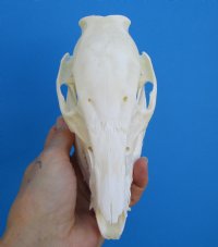 6-1/4 inches Small Wild Boar, Pig Skull for $39.99