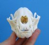 4-1/2 inches American Raccoon Skull <font color=red> Grade A</font> - Buy this one for <FONT COLOR=RED> $37.99</FONT> (Plus $6.50 1st Class Mail)