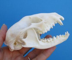 4-1/4 inches Raccoon Skull for Sale (visible glue on bottom jaw) for $32.99