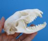 4-1/4 inches Raccoon Skull for Sale (visible glue on bottom jaw) - Buy this one for<font color=red> $32.99</font> (Plus $8.50 1st Class Mail)