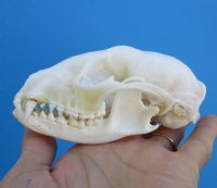 4-1/4 inches Raccoon Skull for Sale (visible glue on bottom jaw) for $32.99
