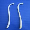 2 Authentic Raccoon Penis Bones for Sale, Mountain Mans Toothpick 3-3/4 inches - Buy these for <font color=red>$10.00 each</font> (Plus $5.00 1st Class Mail)