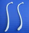 2 Large Raccoon Baculum, Mountain Man's Toothpicks 3-7/8 and 4-1/4 inches - Buy these 2 for<font color=red> $10 each</font> (plus $6.50 1st class mail)