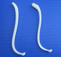 2 Large Raccoon Baculum, Mountain Man's Toothpicks 3-7/8 and 4-1/4 inches - Buy these 2 for<font color=red> $10 each</font> (plus $5.00 postage)