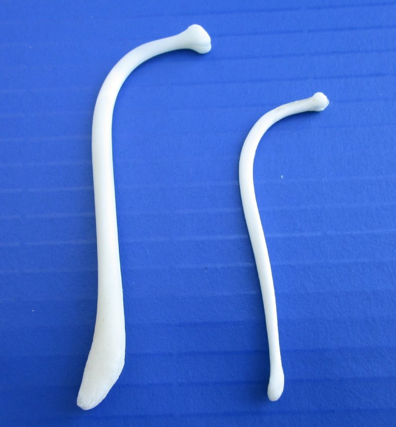 2 Small Raccoon Baculum, Mountain Man's Toothpicks , 3-1/2 and 2-1/2 inches,