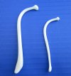 2 Small Raccoon Baculum, Mountain Man's Toothpicks , 3-1/2 and 2-1/2 inches, Buy these for <font color=red>$7.00 each</font> (Plus $6.50 1st Class Mail)