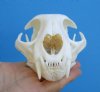 5-1/8 inches Grade A Bobcat Skull, Lynx Rufus for Sale - Buy this one for <font color=red>$59.99</font>