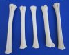5 Authentic Whitetail Deer Leg Bones, 6-1/2 to 7-1/4 inches long - Buy these 4 for $4.00 each