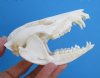 4-3/4 inches American Opossum Skull, Good Quality - Buy this one for <font color=red> $54.99</font> (Plus $6.50 First Class Mail)