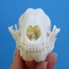 4-1/4 inches American Raccoon Skull<font color=red> Grade A </font> - Buy this one for <font color=red>$37.99</font> Plus $6.50 1st Class Mail