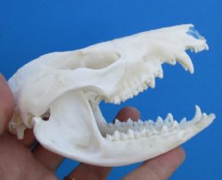 4-3/8 inches Good Quality American Opossum Skull for Sale for $49.99