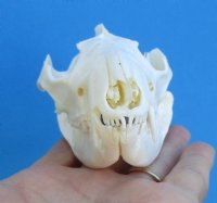 4-3/8 inches Good Quality American Opossum Skull for Sale for $49.99