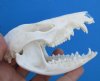 4-3/8 inches Good Quality American Opossum Skull for Sale - Buy this one for <font color=red>$49.99</font> (Plus $8.50 First Class Mail)