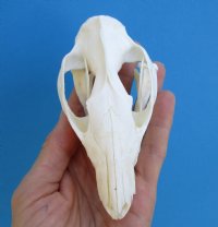 4-3/8 inches Good Quality American Opossum Skull for Sale for $49.99