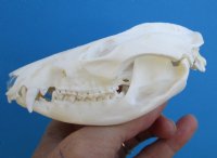 4-3/8 inches Good Quality American Opossum Skull for Sale for $49.99