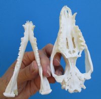 4-3/8 inches Good Quality American Opossum Skull for Sale for $49.99