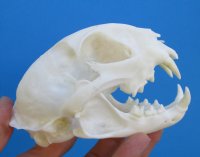 4-3/4 inches American Bobcat Skull for Sale <font color=red> Grade A Quality</font>- Buy this one for <font color=red>$59.99</font>