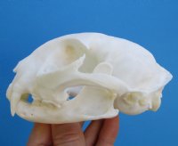 4-3/4 inches American Bobcat Skull for Sale <font color=red> Grade A Quality</font>- Buy this one for <font color=red>$59.99</font>