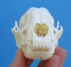 4-1/4 inches American Raccoon Skull for Sale <font color=red> Grade A Quality</font> - Buy this one for<font color=red> $37.99</font> Plus $6.50 1st Class Mail
