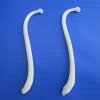 2 Raccoon Penis Bones, Mountain Man's Toothpicks 4-1/4 inches - Buy these 2 for <font color=red>10 each</font> (Plus $6.50 1st Class Mail)