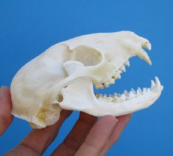 4-1/2 inches Bargain Priced Raccoon Skull (missing 2 teeth; crack top of skull)  for $28.99 