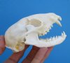 4-1/2 inches Bargain Priced Raccoon Skull (missing 2 teeth; crack top of skull - Buy this one for<font color=red> $28.99</font> Plus $8.50 1st Class Mail