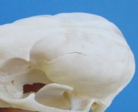 4-1/2 inches Bargain Priced Raccoon Skull (missing 2 teeth; crack top of skull)  for $28.99 