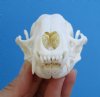 4-3/8 inches Raccoon Skull <font color=red> Grade A Quality</font> - Buy this one for<font color=red> $37.99</font> (Plus $8.50 First Class Mail)
