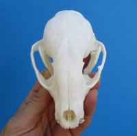 4-3/8 inches Raccoon Skull <font color=red> Grade A Quality</font> for $37.99