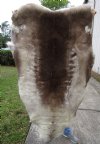 55 by 36 inches Reindeer Fur, Hide, Skin for Sale (without legs) - Buy this one for $109.99