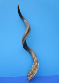 41-1/2 inches Half-Polished Kudu Horn (30 inches straight) - $120.99