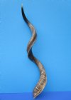 41-1/2 inches Half-Polished Kudu Horn, measured around the curl (30 inches straight) 2 tiny holes- Buy this one for $120.99