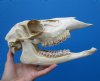 Doe Deer Skull 11-1/4 by 4-3/8 inches (has some tiny spots on skull) - Buy this one for $49.99