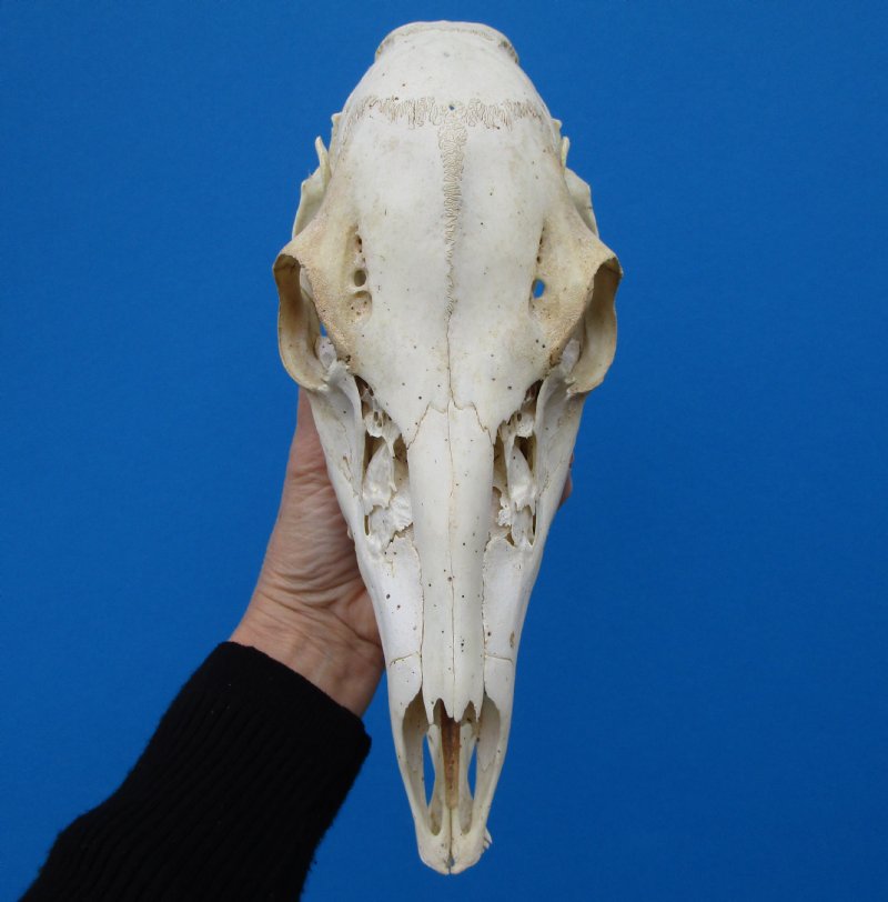 Doe Deer Skull 11-1/4 by 4-3/8 inches $49.99