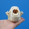 5 by 3-3/8 inches North American Badger Skull - Buy this one for $59.99