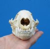 4-3/4 by 3 inches Discount Badger Skull (crack on right side) - Buy this one for <font color=red> $39.99</font> Plus $7.50 1st Class Mail